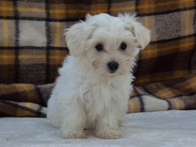 Perros Maltés en venta