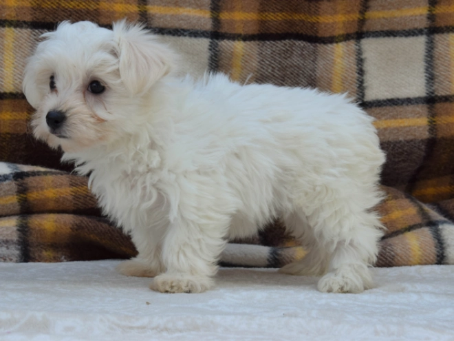 Perros Maltés en venta