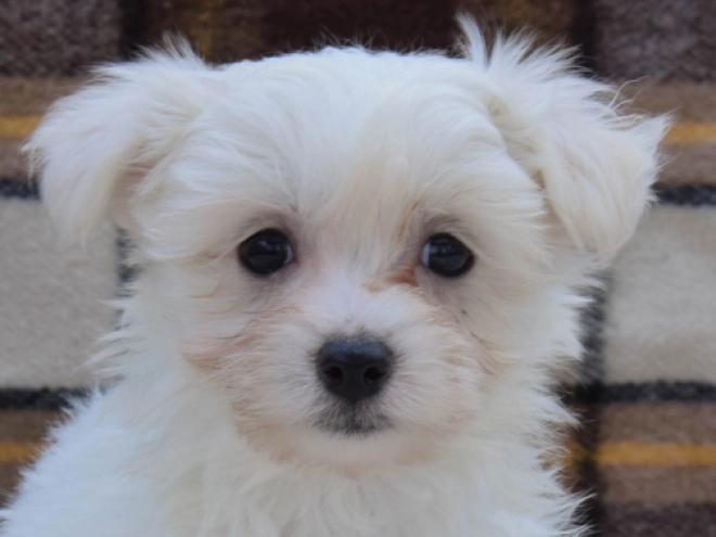 Perros Maltés en venta