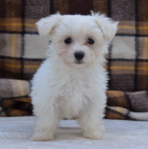 Malteser puppy