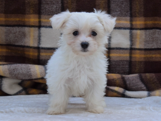 Perros Maltés en venta