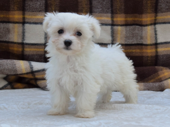 Perros Maltés en venta