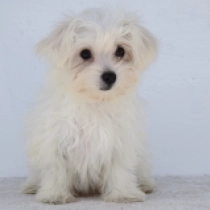 Lily, white Malteser Welpen kaufen