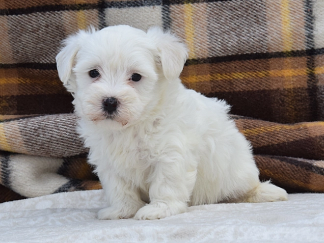 Perros Maltés en venta