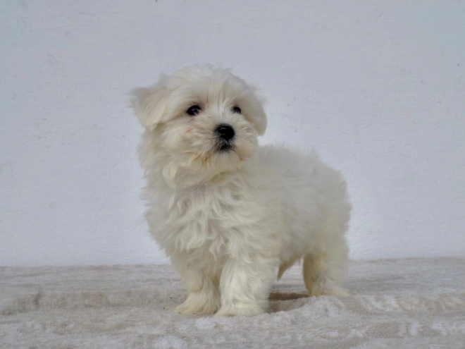 Perros Maltés en venta