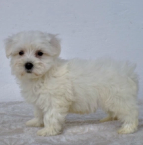 Perros Maltés en venta