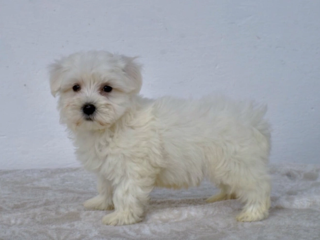 Perros Maltés en venta