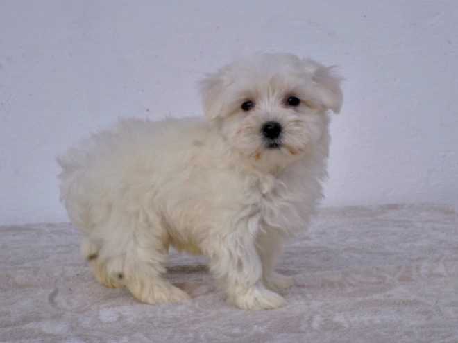 Perros Maltés en venta