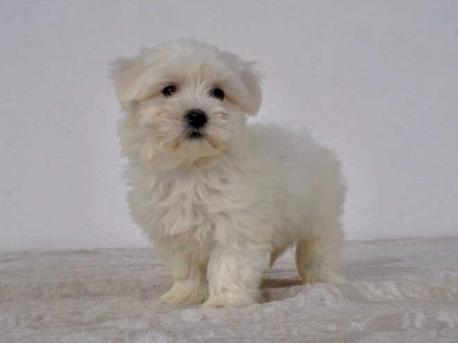 Perros Maltés en venta
