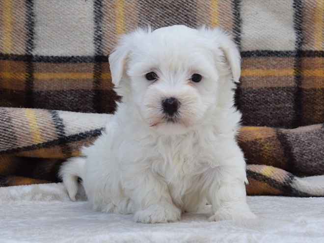 Perros Maltés en venta