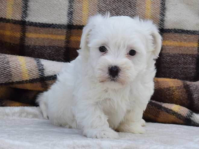 Perros Maltés en venta