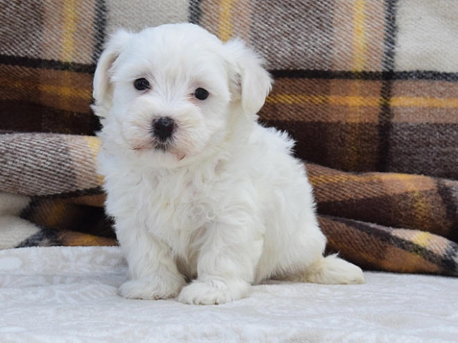 Perros Maltés en venta