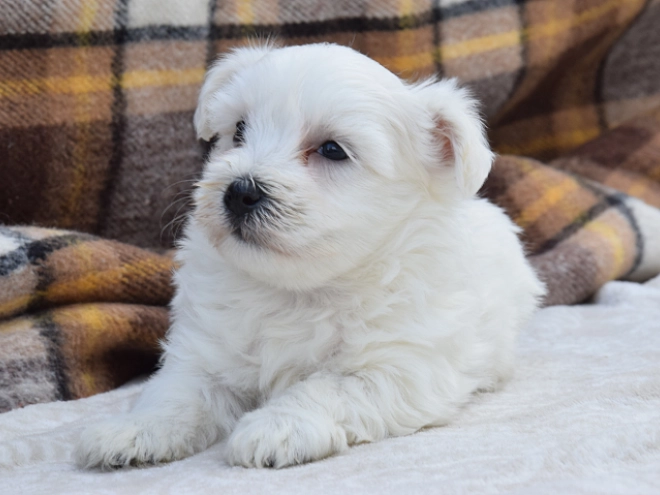 Perros Maltés en venta