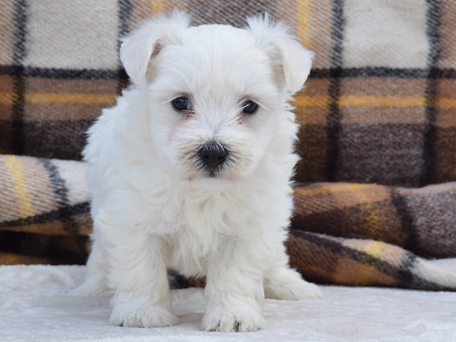Perros Maltés en venta