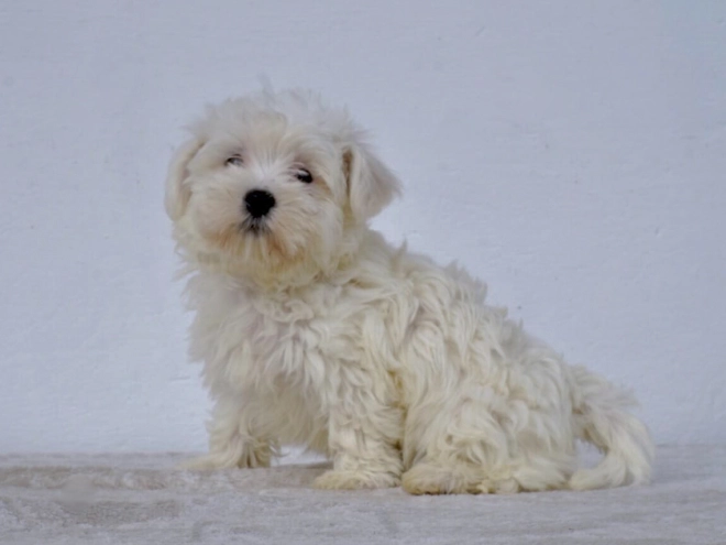 Perros Maltés en venta