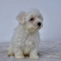 Nipper, white Malteser Welpen kaufen