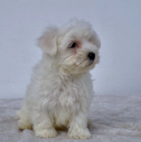 Perros Maltés en venta