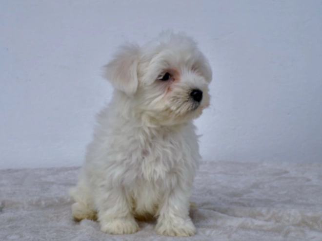 Perros Maltés en venta