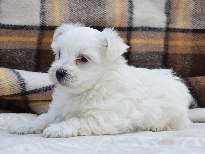 Perros Maltés en venta