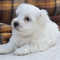 Nipper, white Malteser Welpen kaufen