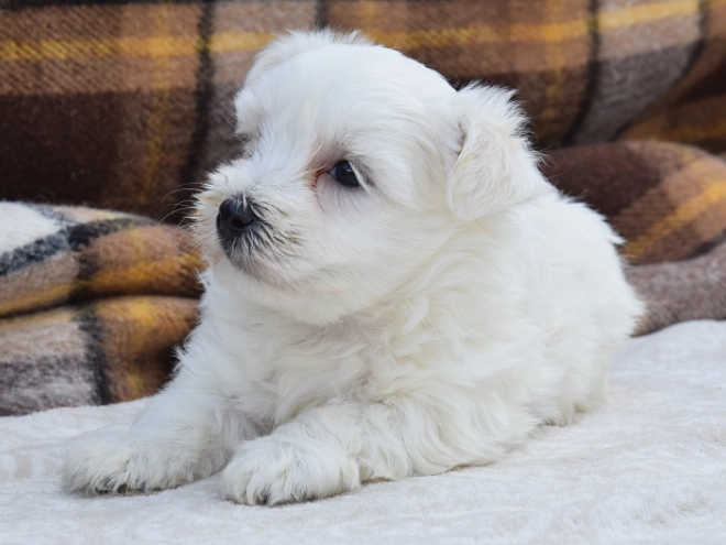 Perros Maltés en venta