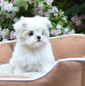 Perros Maltés en venta