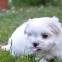 Crystal, white Maltés en venta