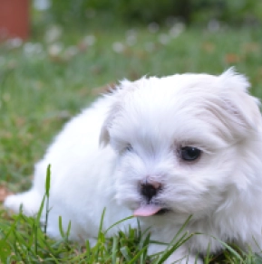 Maltese puppy for sale
