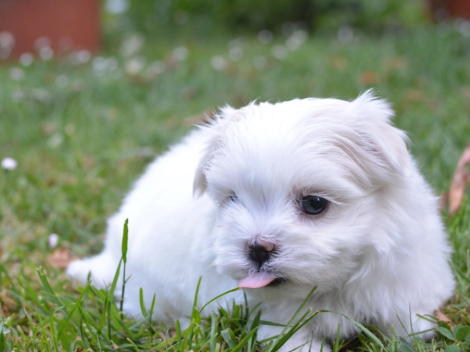 Perros Maltés en venta