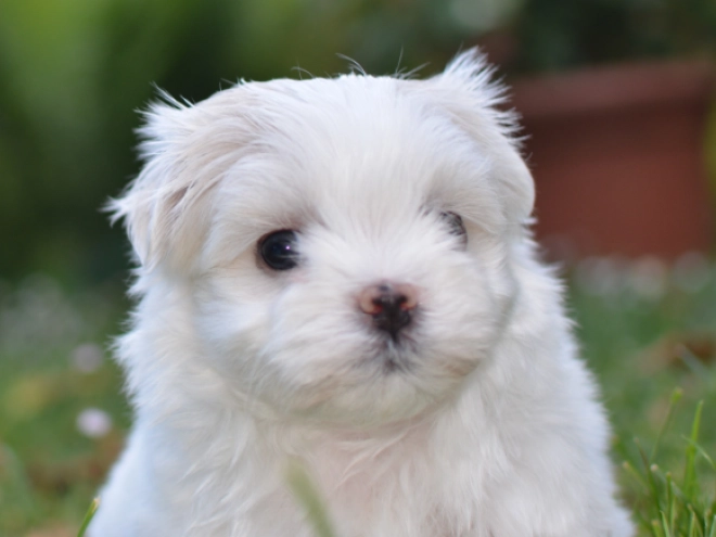 Perros Maltés en venta