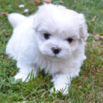 Ivory, white Maltés en venta