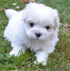 Maltese puppy for sale
