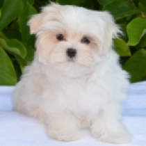 Ivory, white Malteser Welpen kaufen