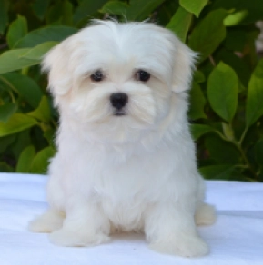 Maltese Dog Temperament Active: Energetic & Playful Traits