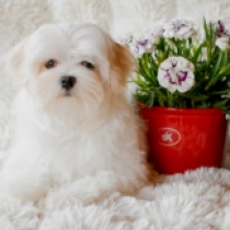 Buff, white Maltese for sale