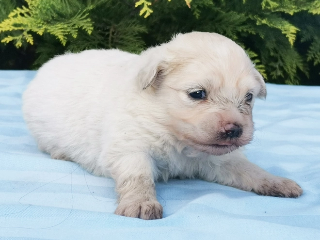Maltipom Welpe kaufen