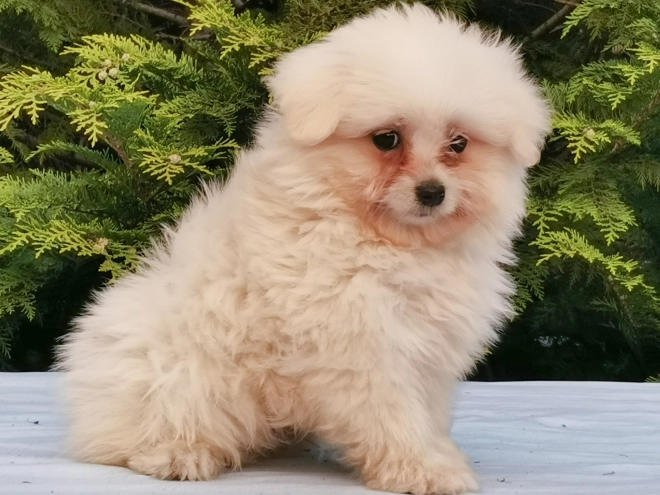 Maltipom Welpe kaufen