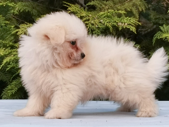 Maltipom Welpe kaufen
