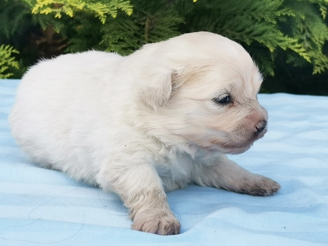 Maltipom Welpe kaufen