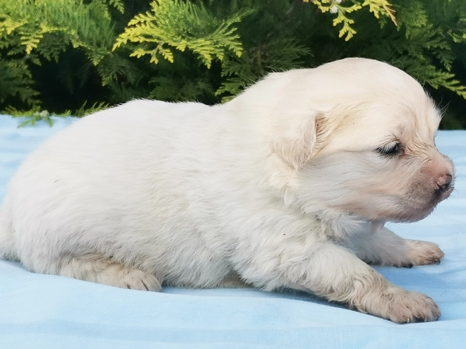 Maltipom Welpe kaufen