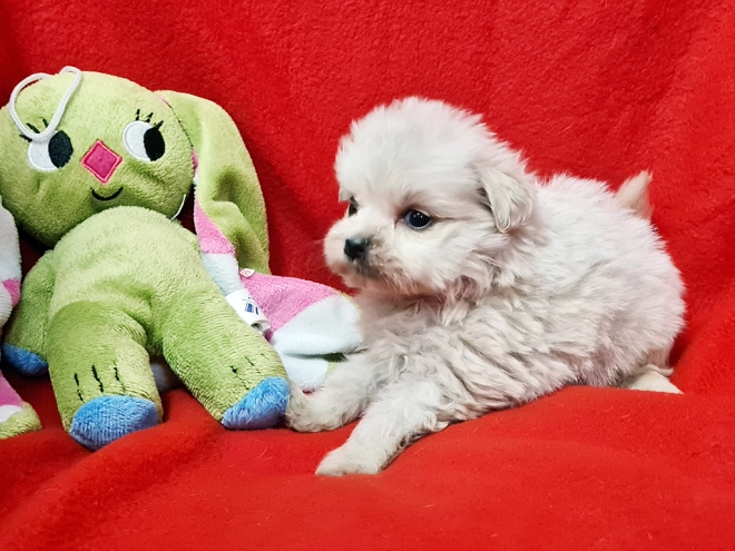 Perros Maltipom en venta