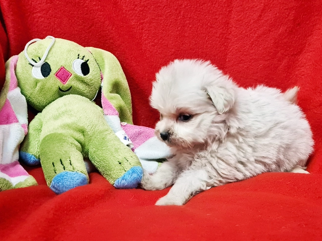Perros Maltipom en venta