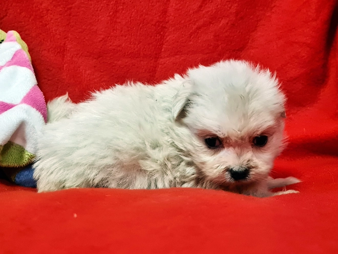 Perros Maltipom en venta