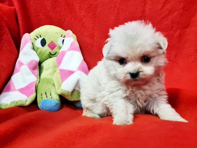 Perros Maltipom en venta