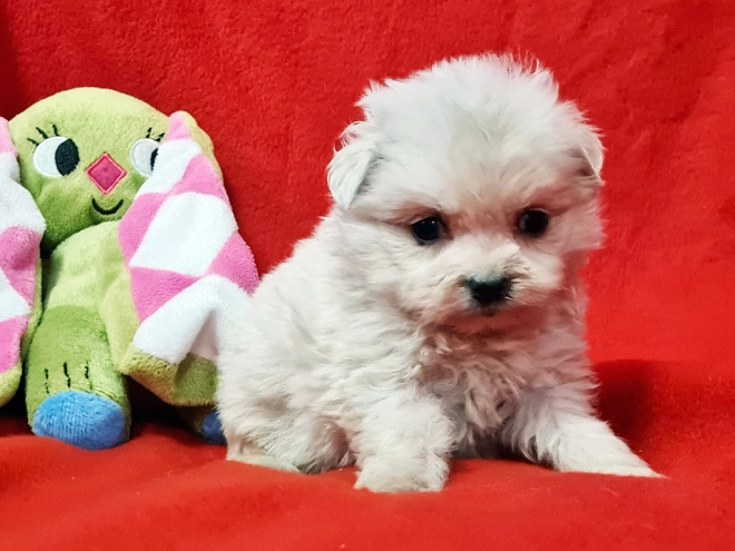 Perros Maltipom en venta