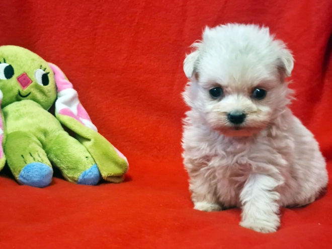 Perros Maltipom en venta