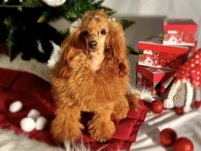Perros Caniche Miniatura en venta