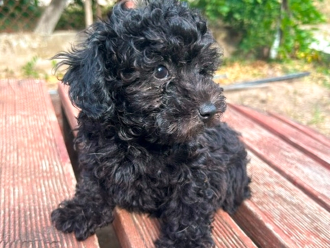 Perros Maltipoo en venta