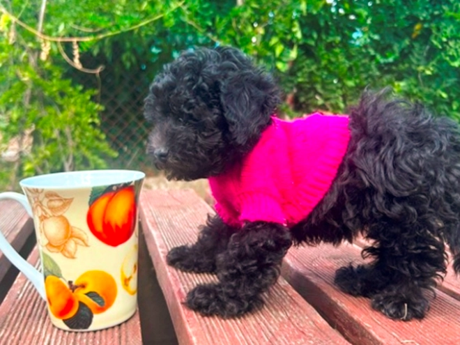 Perros Maltipoo en venta