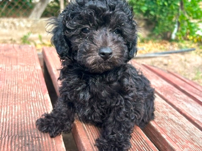 Perros Maltipoo en venta
